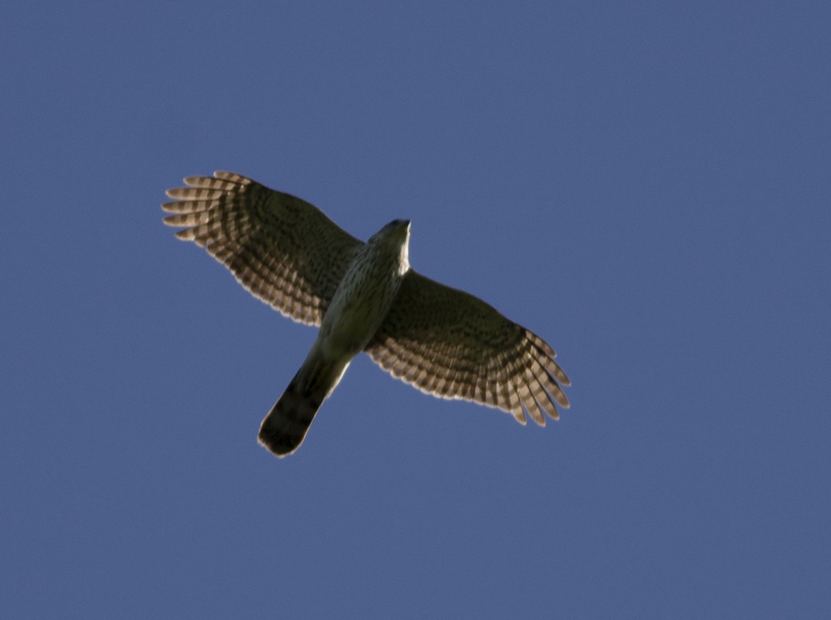 Cooper's Hawk - ML558662561