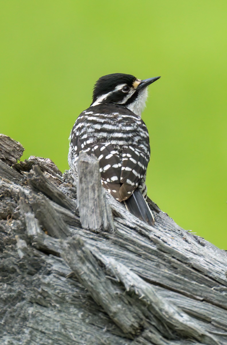 Nuttall's Woodpecker - ML558663321