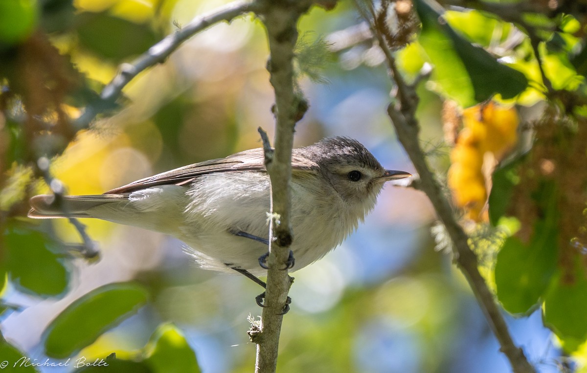 Warbling Vireo - Michael Bolte