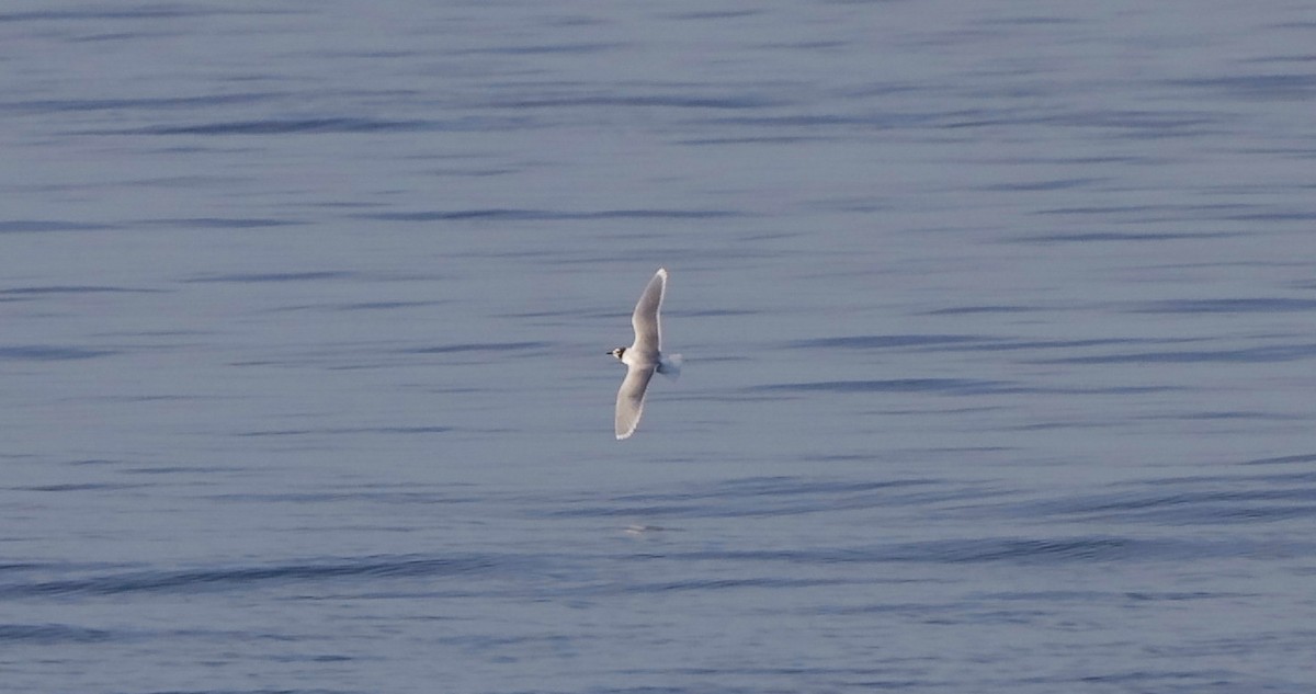 Little Gull - Steve Kelling