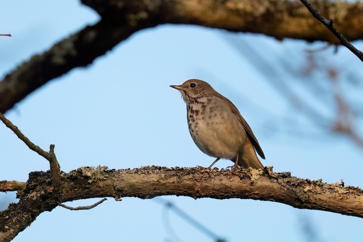 Hermit Thrush - ML558664071