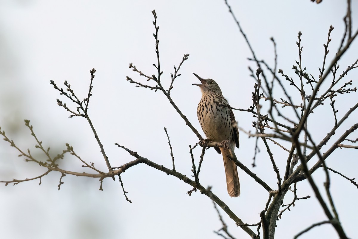 Brown Thrasher - ML558664441