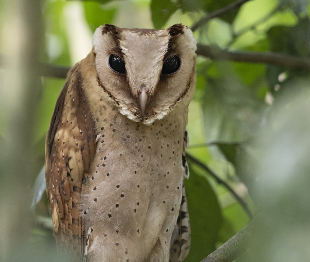 Sri Lanka Bay-Owl - ML558665261