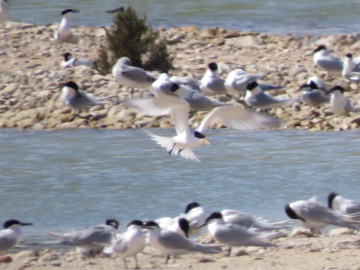 Elegant Tern - ML558668451