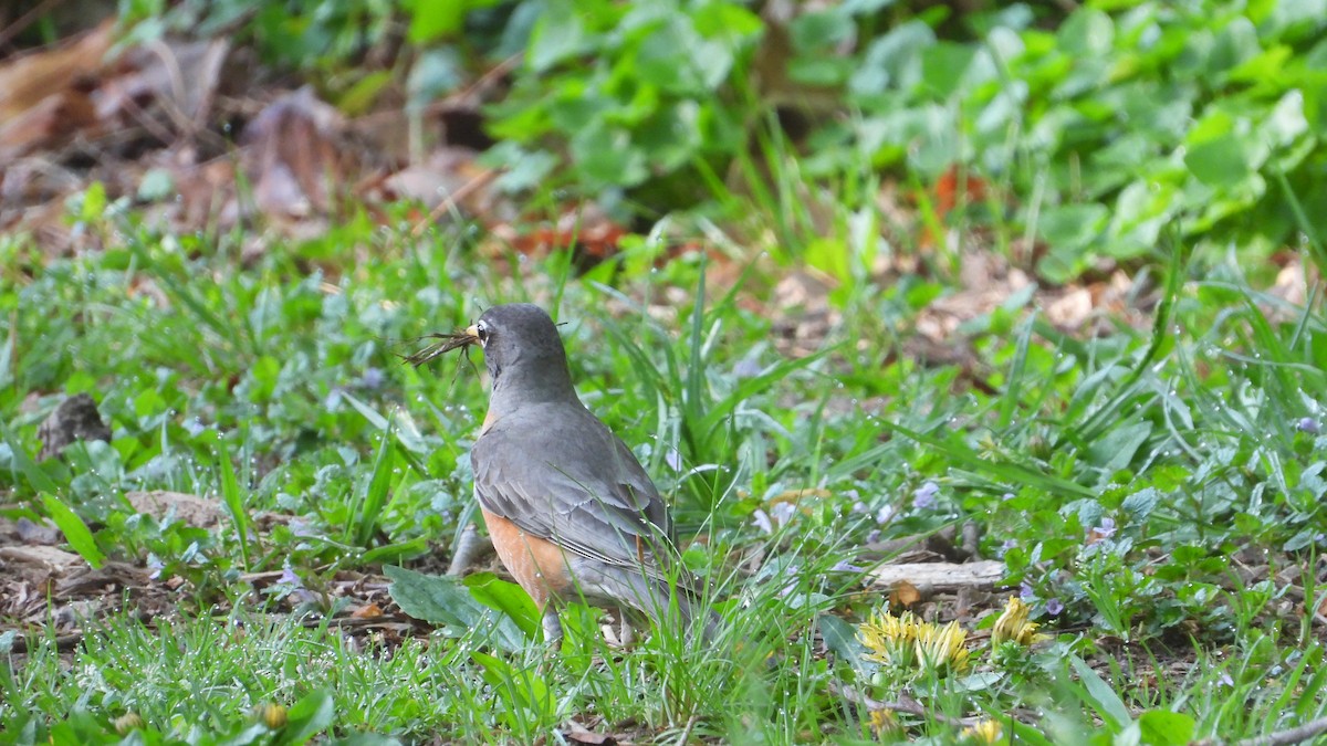 American Robin - ML558668571