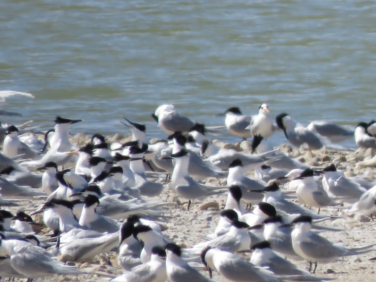 Lesser Crested Tern - ML558668661