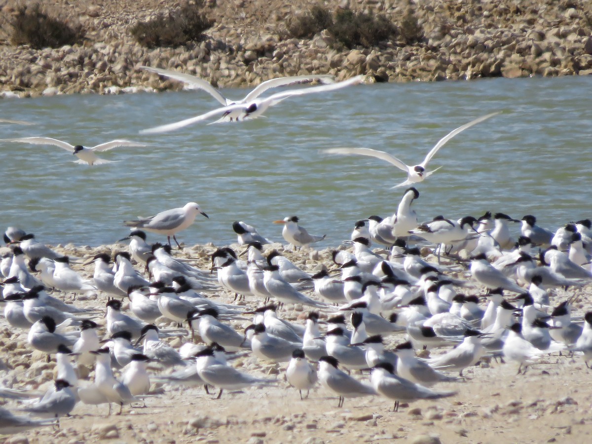 Lesser Crested Tern - ML558668681