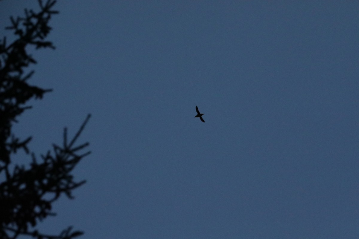 Marbled Murrelet - ML558668731