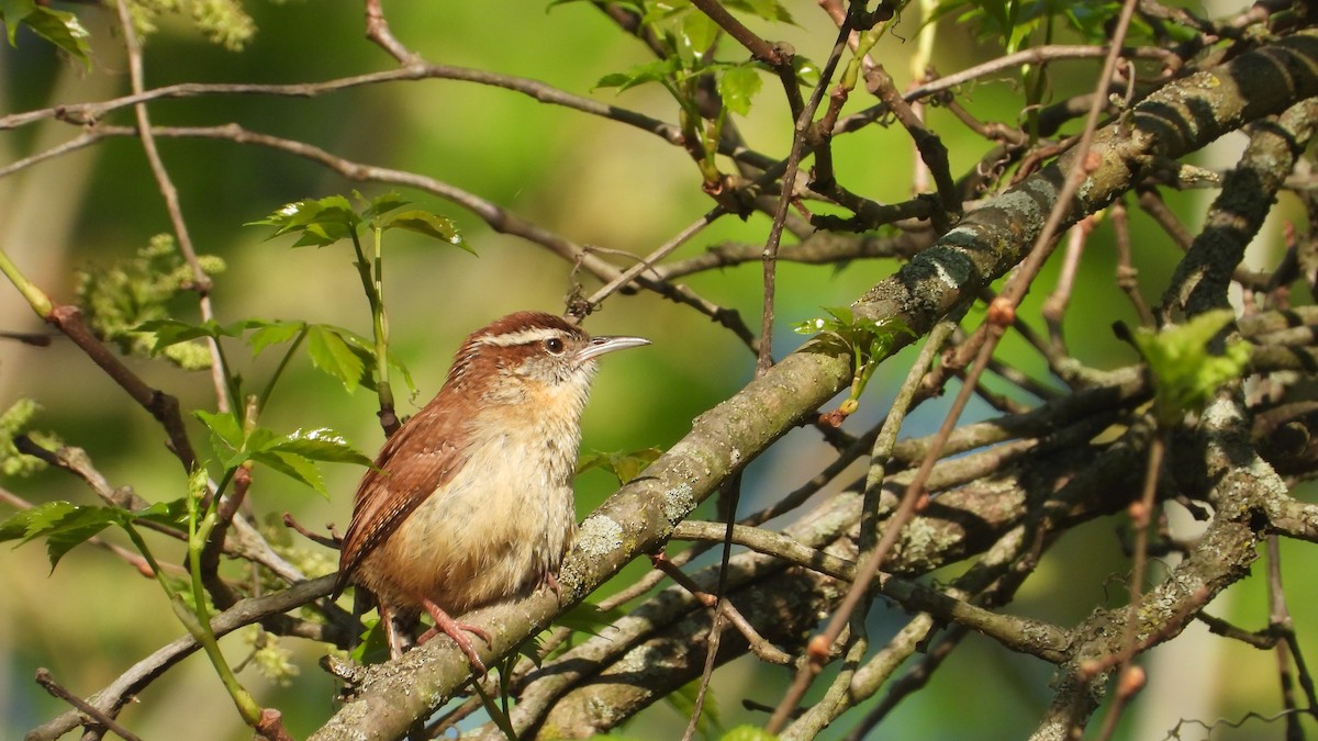 Carolina Wren - ML558668821