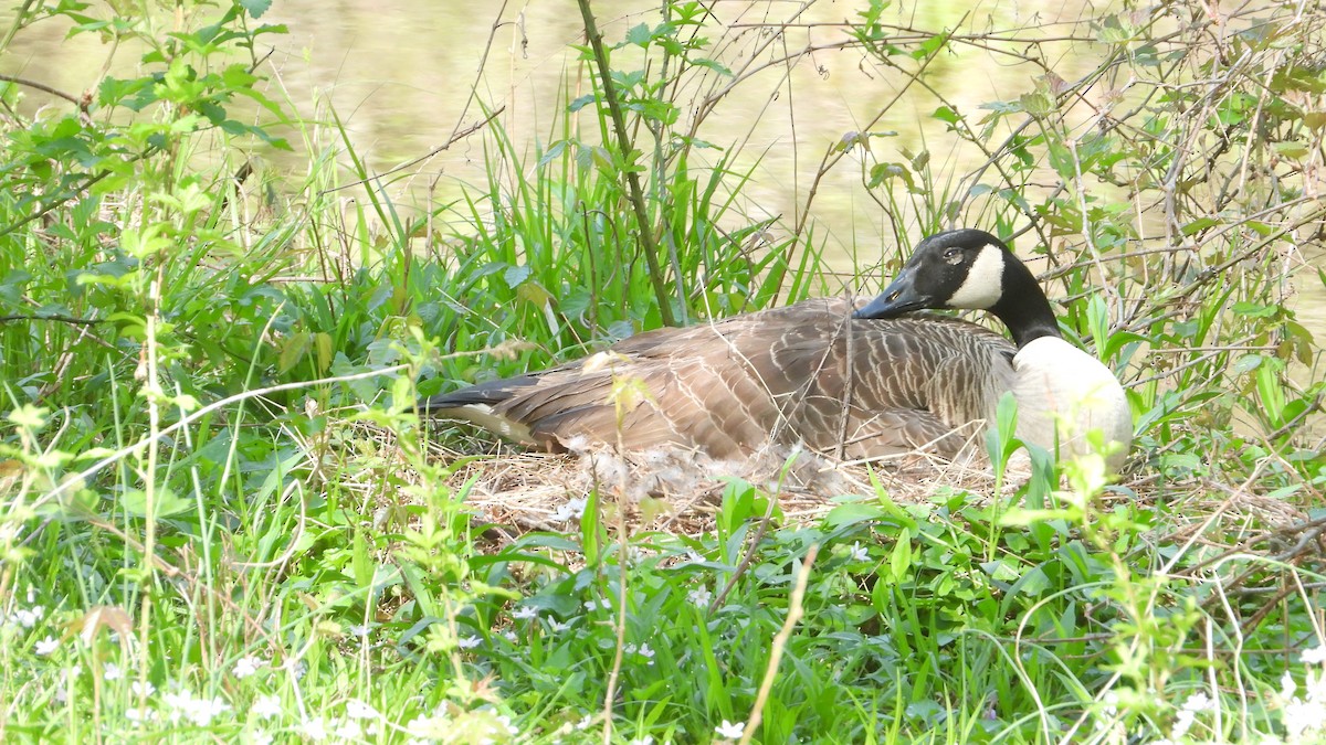 Canada Goose - ML558668881