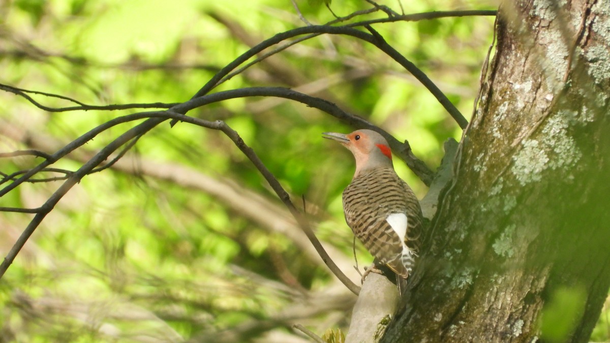 Northern Flicker - ML558669021