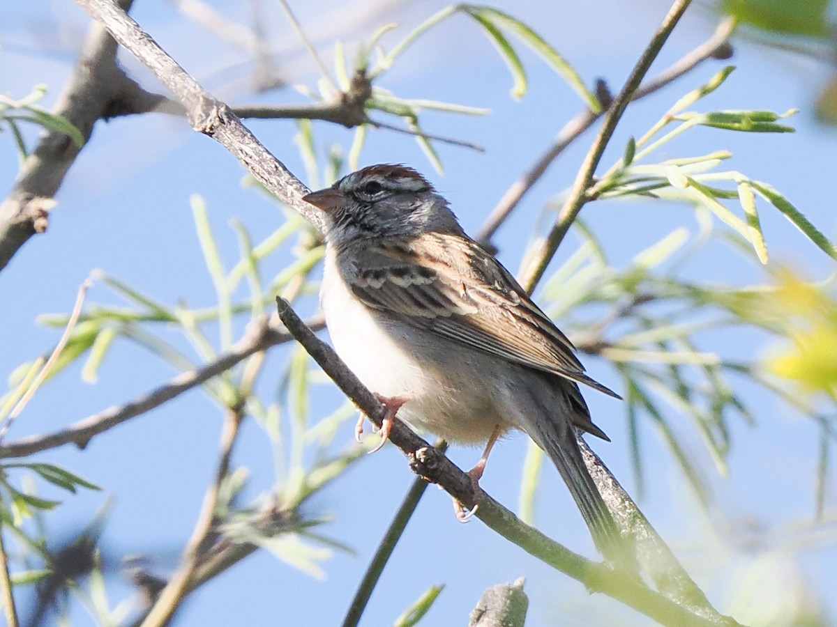 Chipping Sparrow - ML558669361