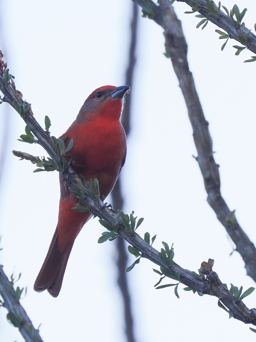 Hepatic Tanager - ML558669401