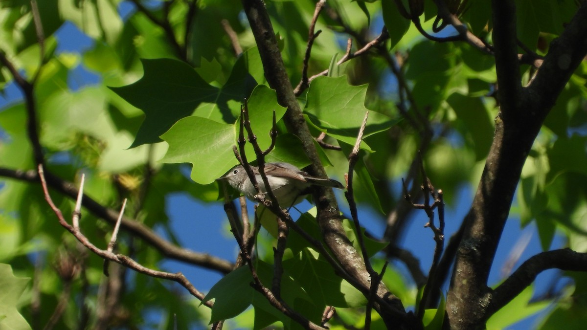 Blue-gray Gnatcatcher - Andy Buchsbaum