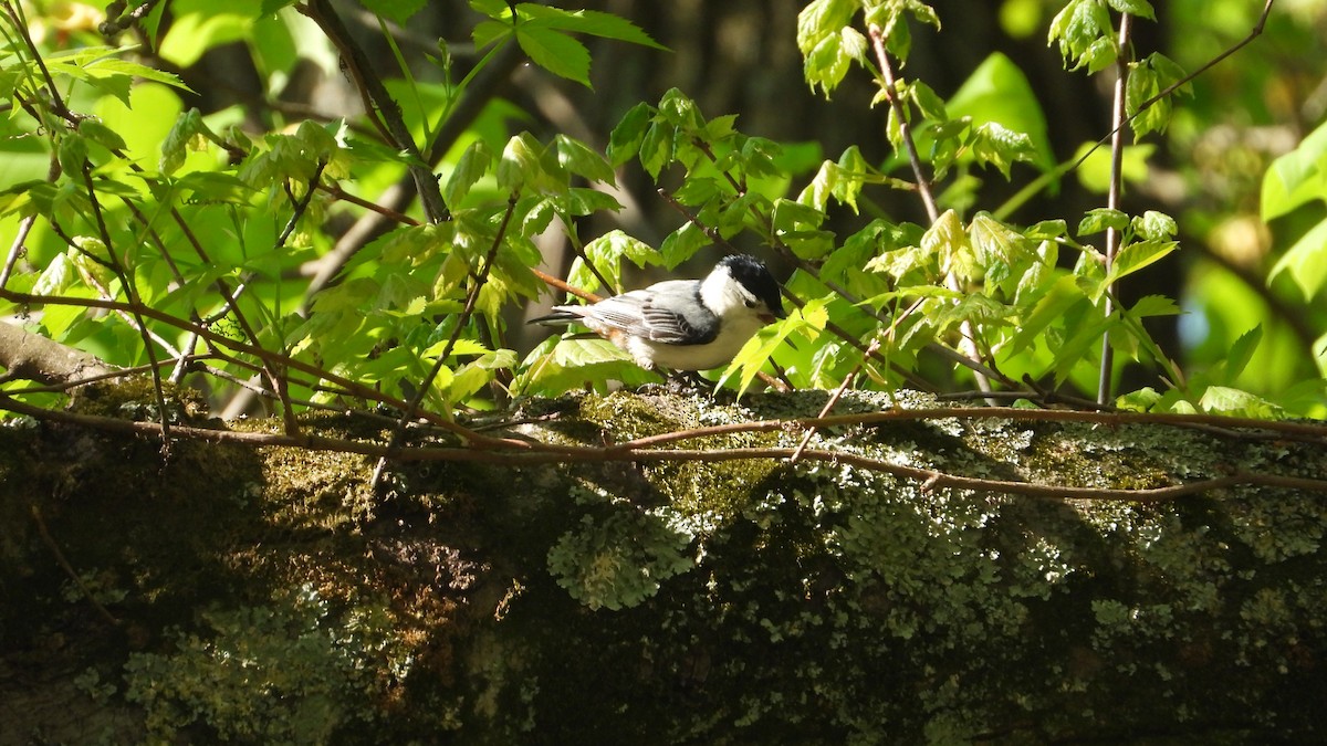 White-breasted Nuthatch - ML558669671