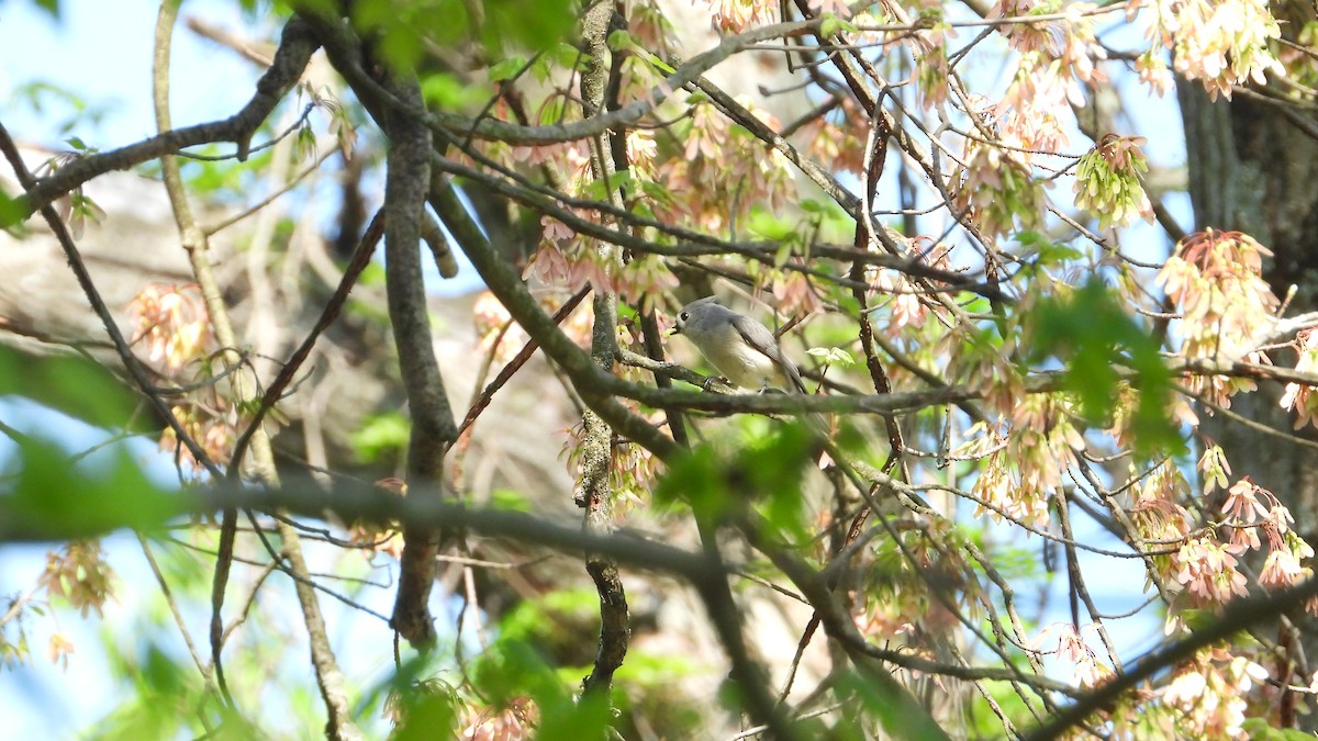 Tufted Titmouse - ML558669831