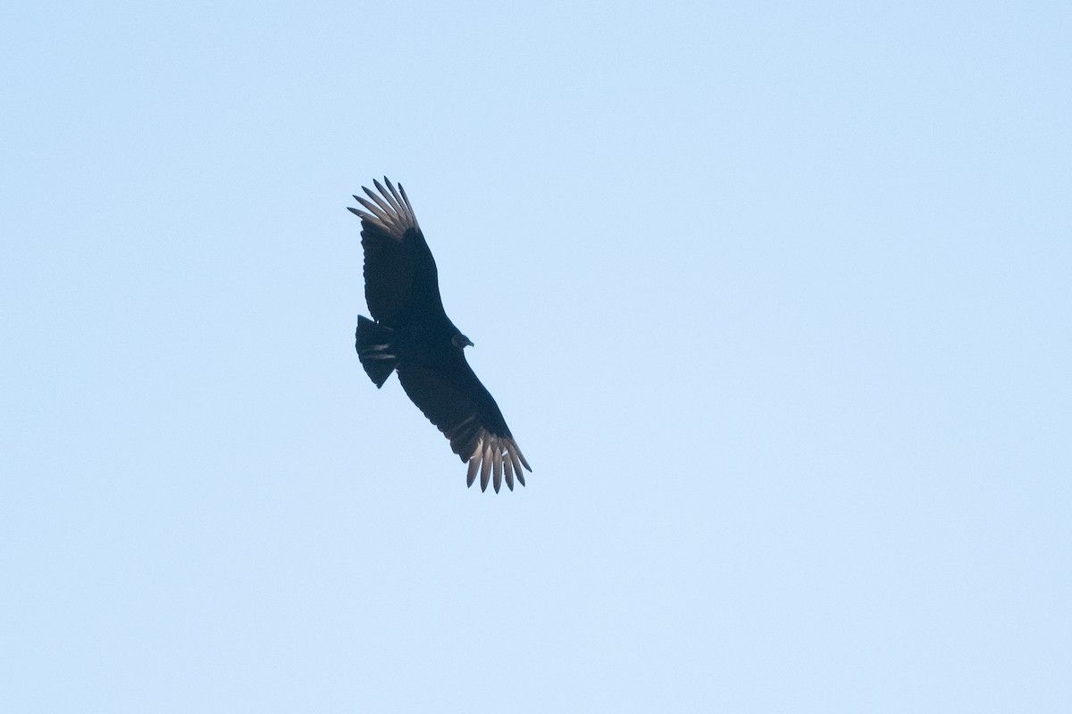 Black Vulture - ML558670111