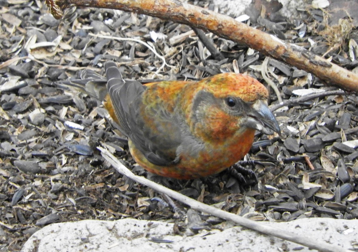 Red Crossbill - ML558670511