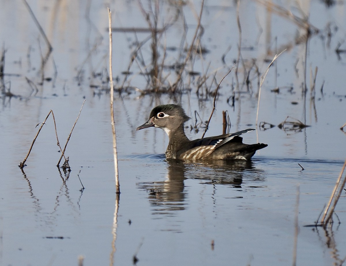 Wood Duck - ML558670541