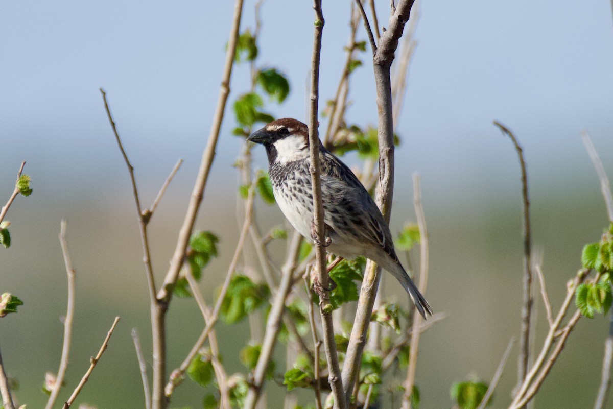 Gorrión Moruno - ML558670561