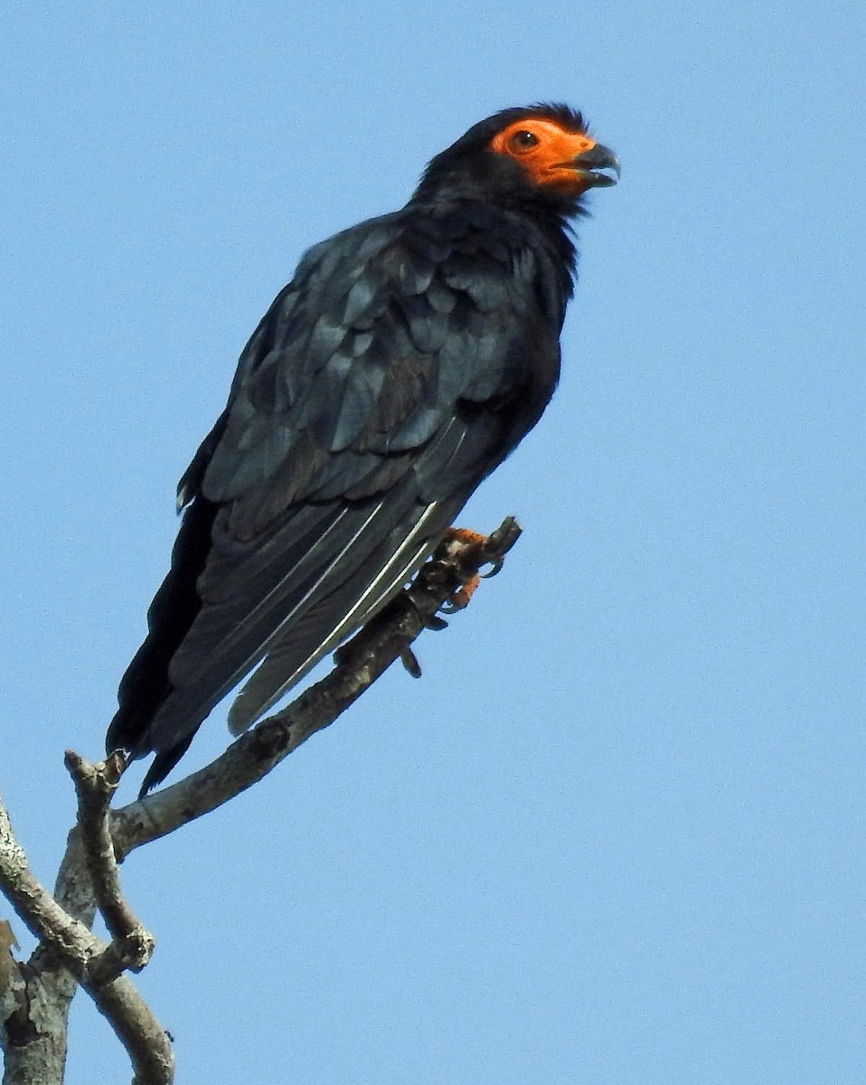 Black Caracara - ML55867131