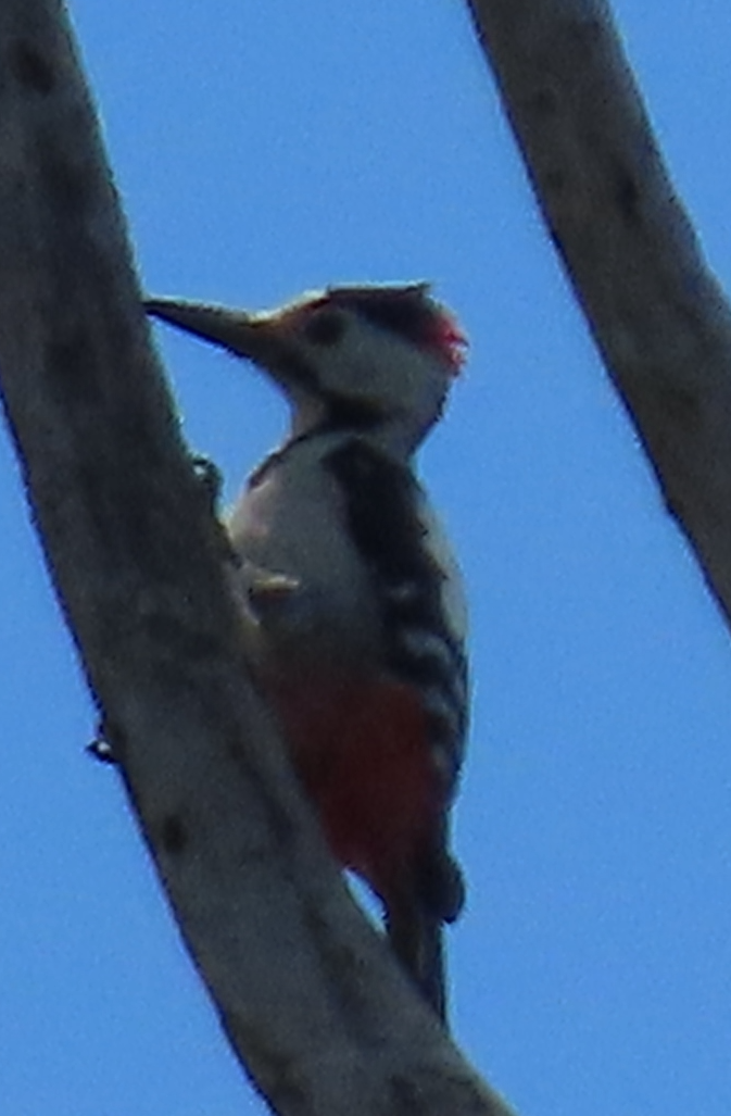 Syrian Woodpecker - Maia Ginsburg