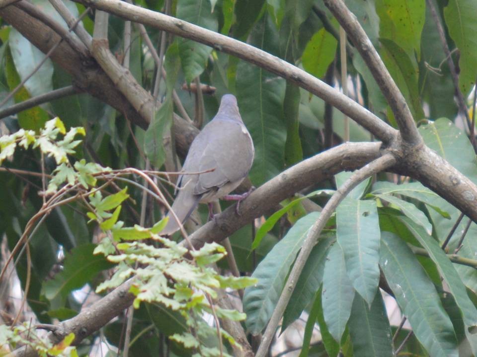 White-tipped Dove - ML558672351