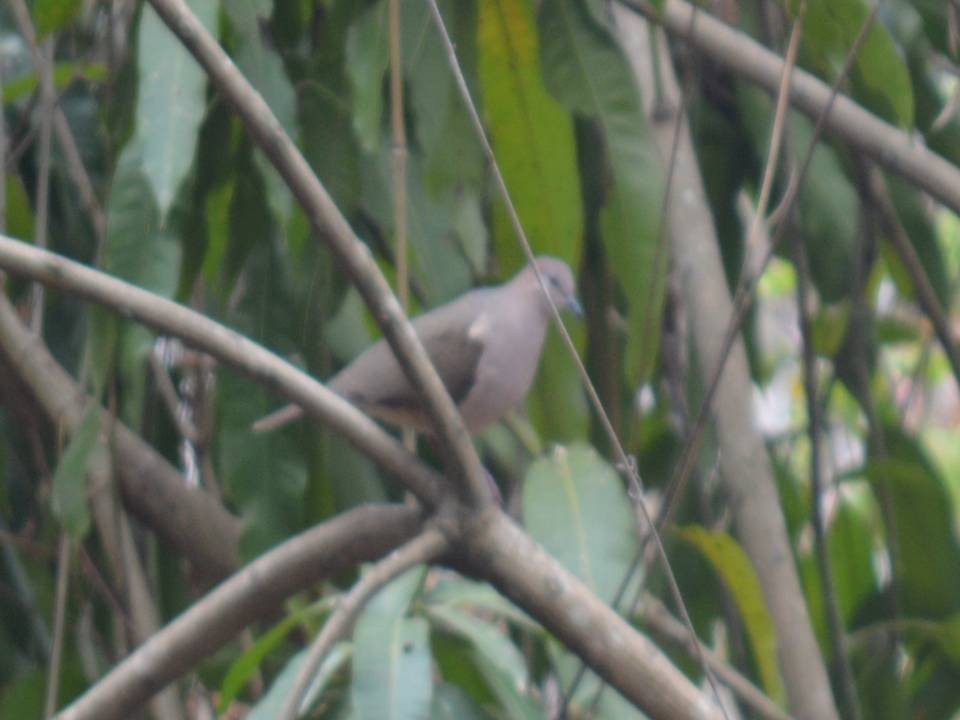 White-tipped Dove - ML558672361