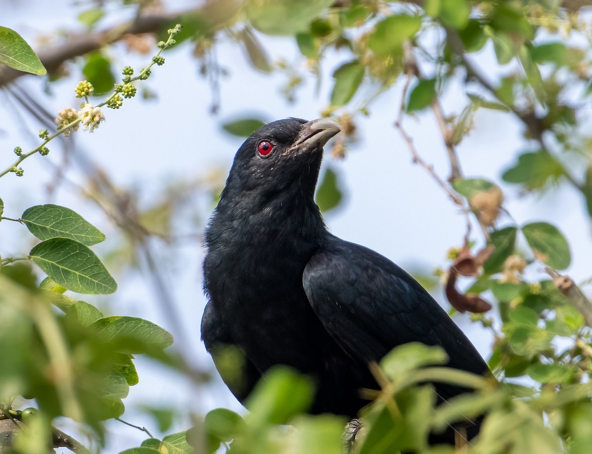 Asian Koel - ML558672701