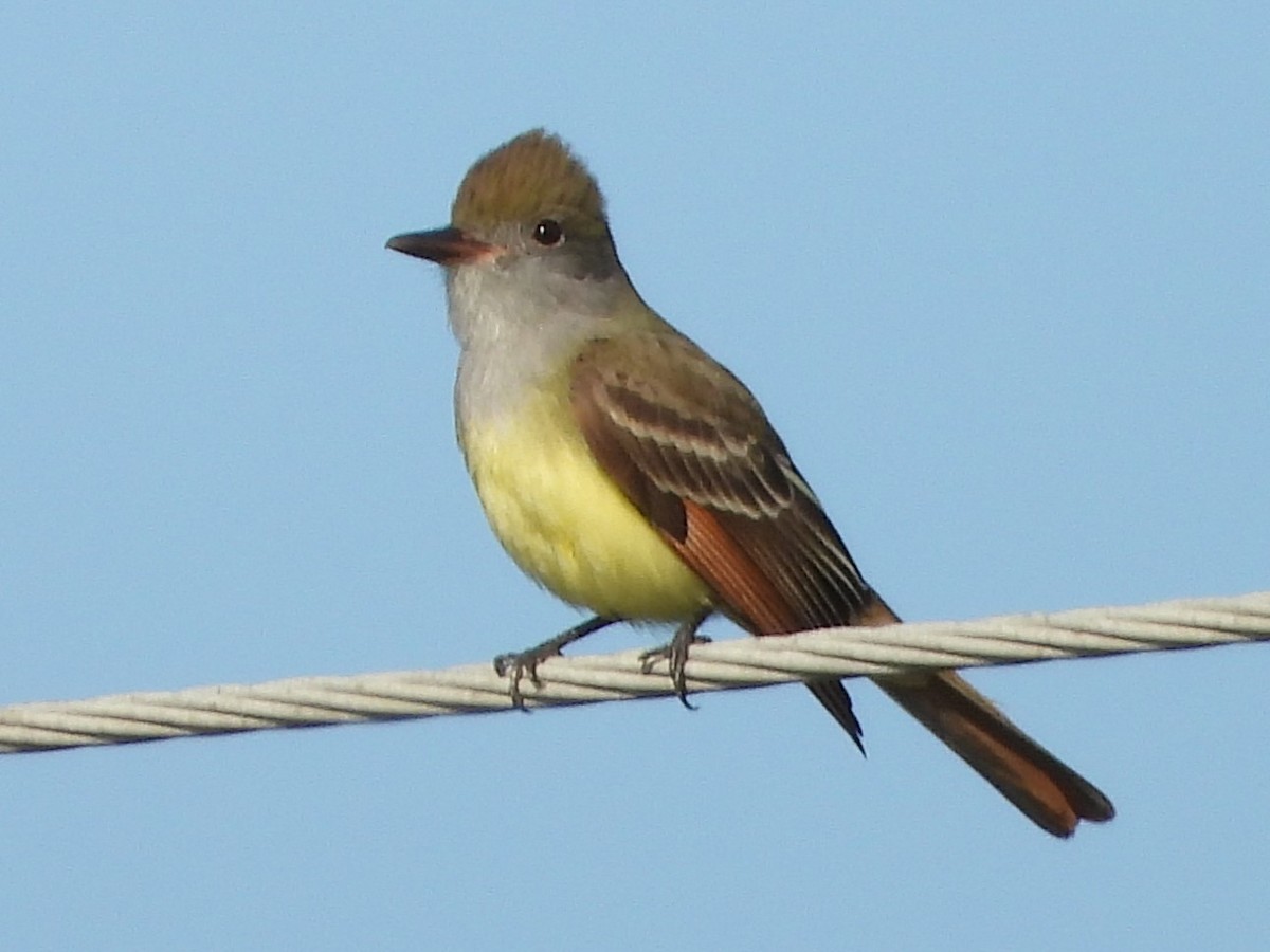 Great Crested Flycatcher - ML558673421