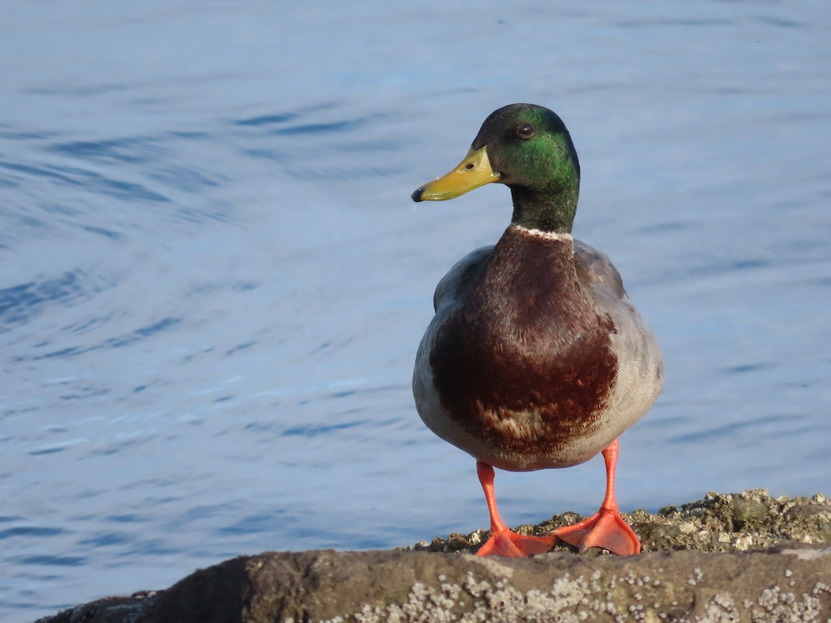 Canard colvert - ML558673731