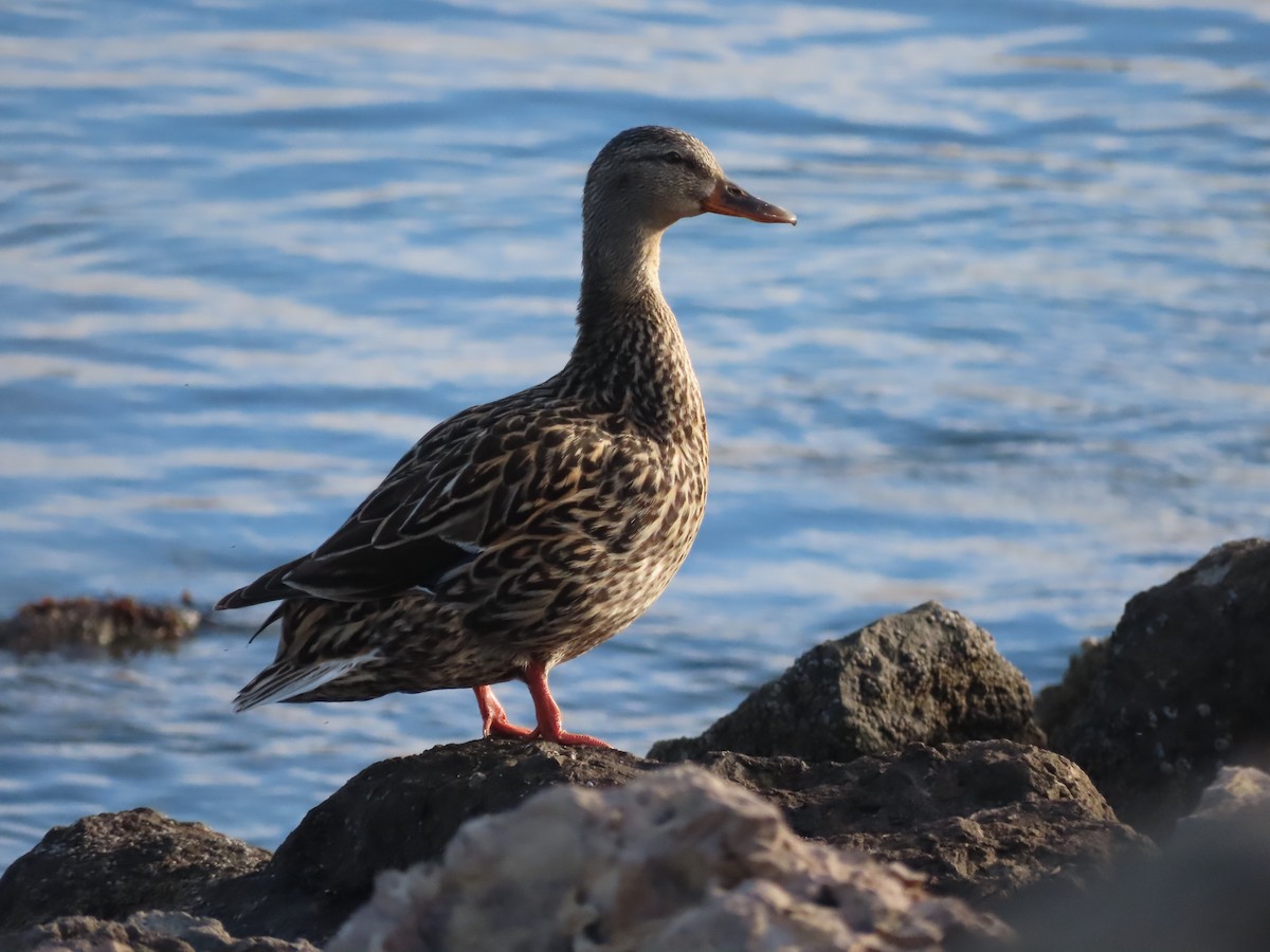 Mallard - Tina Tan