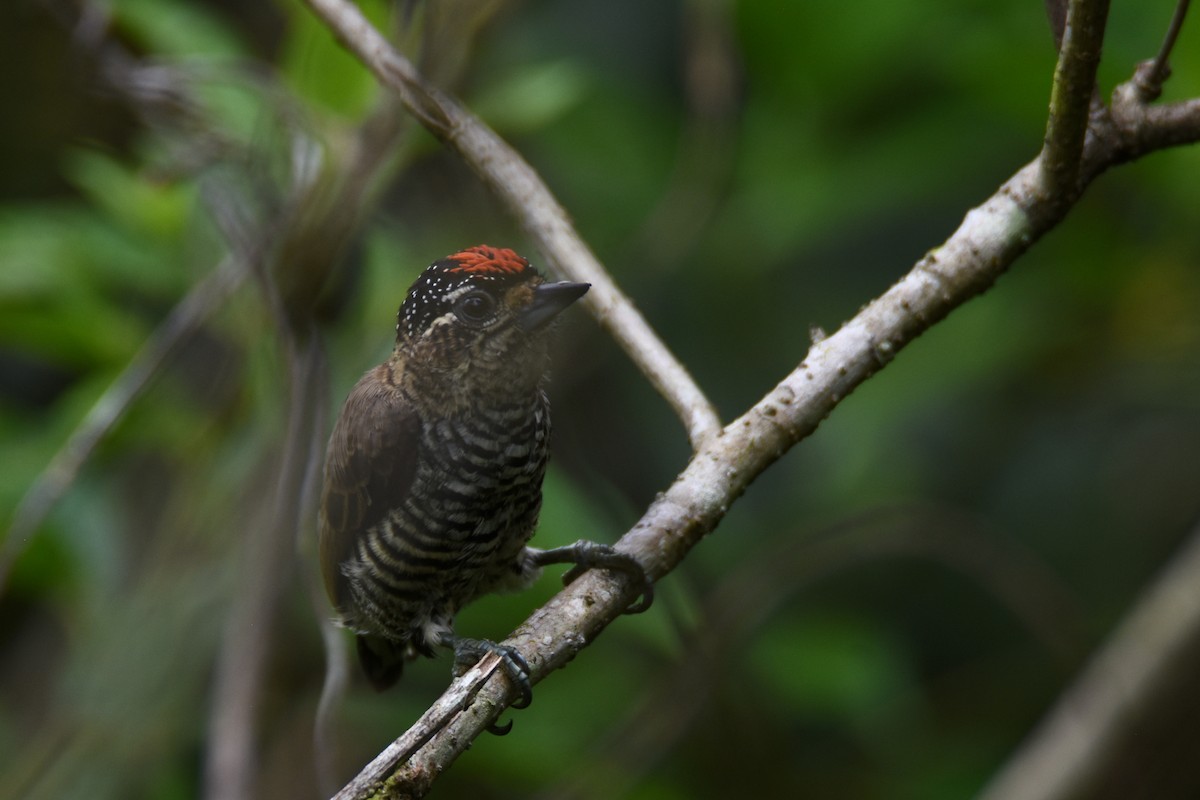White-barred Piculet (White-barred) - ML558674481