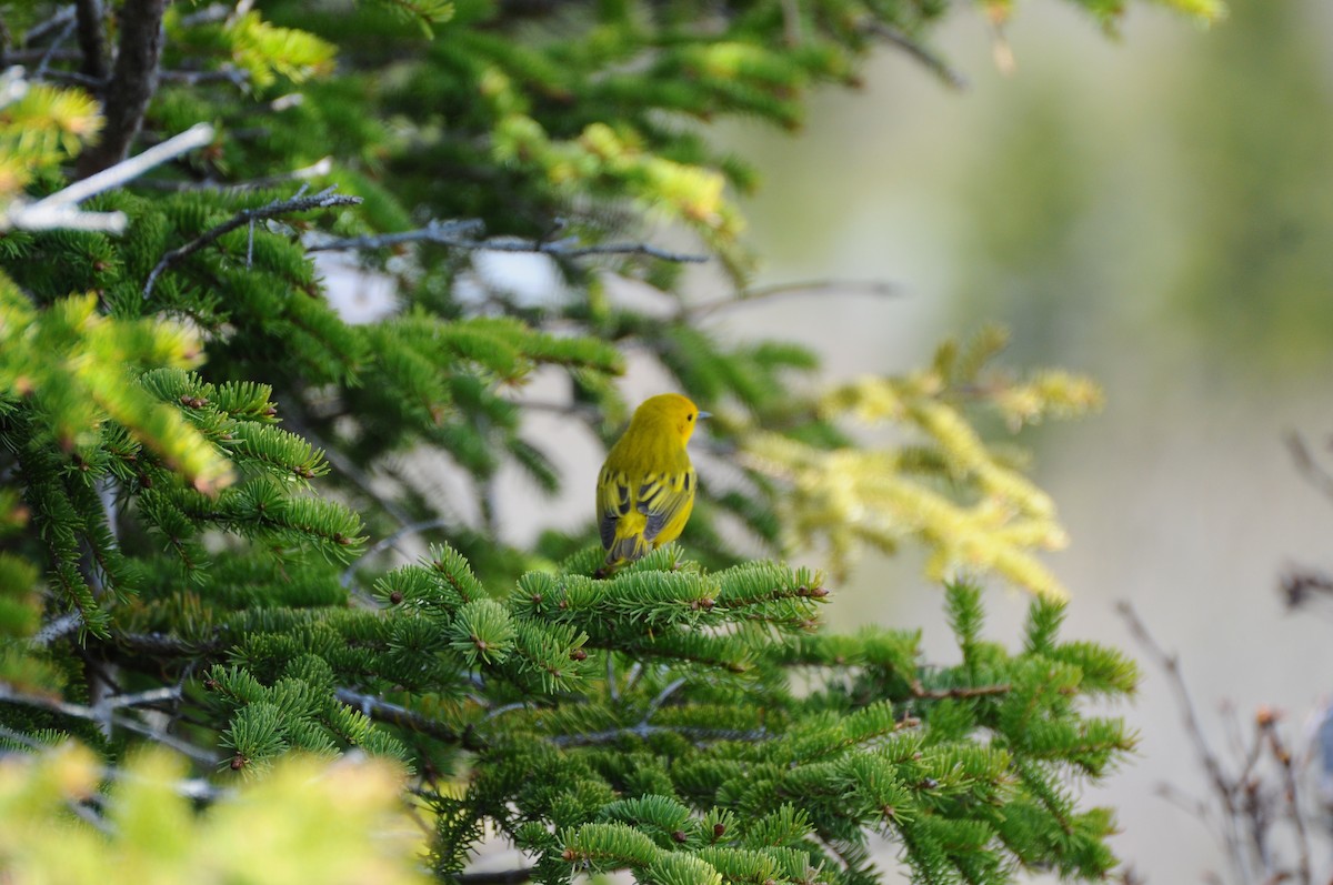 Yellow Warbler - Mark Hayward