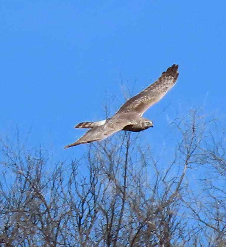 Hen Harrier - ML558676691