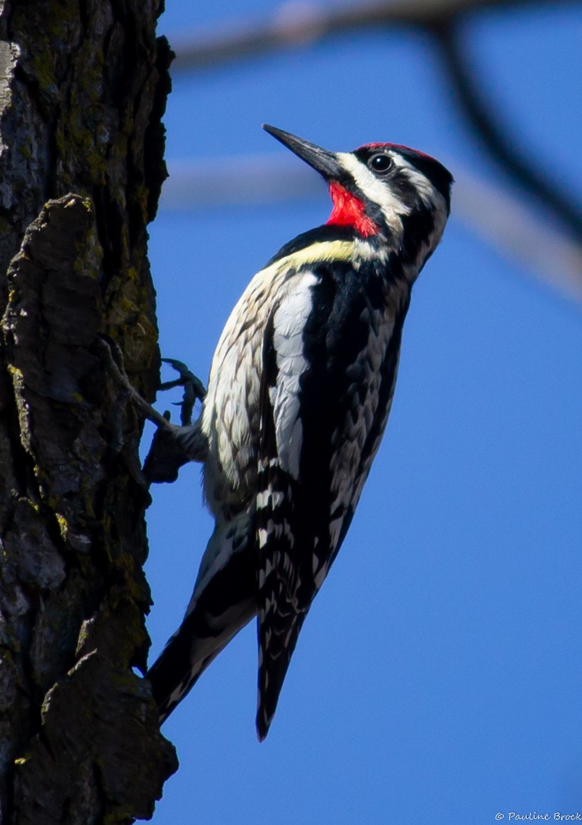 Yellow-bellied Sapsucker - ML558680051