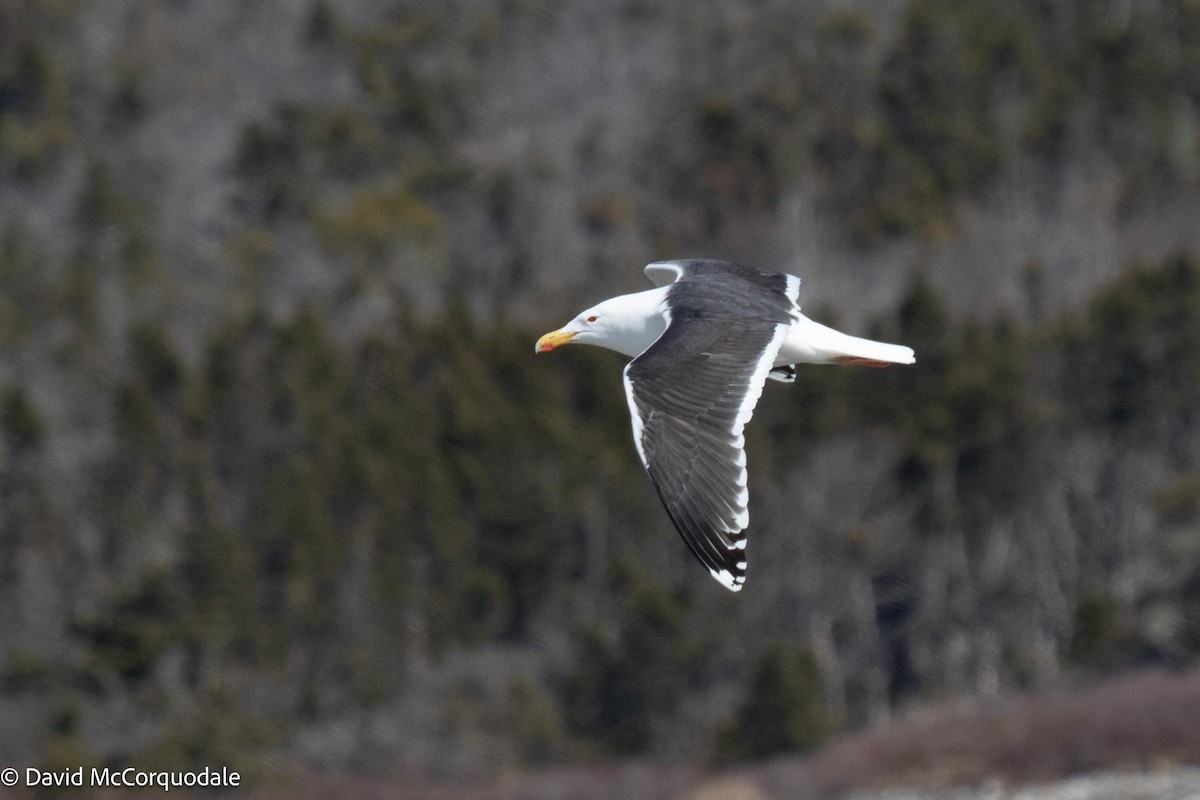 Great Black-backed Gull - ML558681361