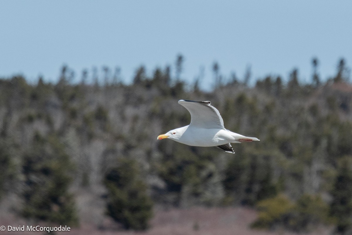 Great Black-backed Gull - ML558681371