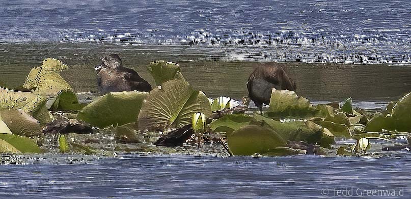 Ring-necked Duck - Tedd Greenwald