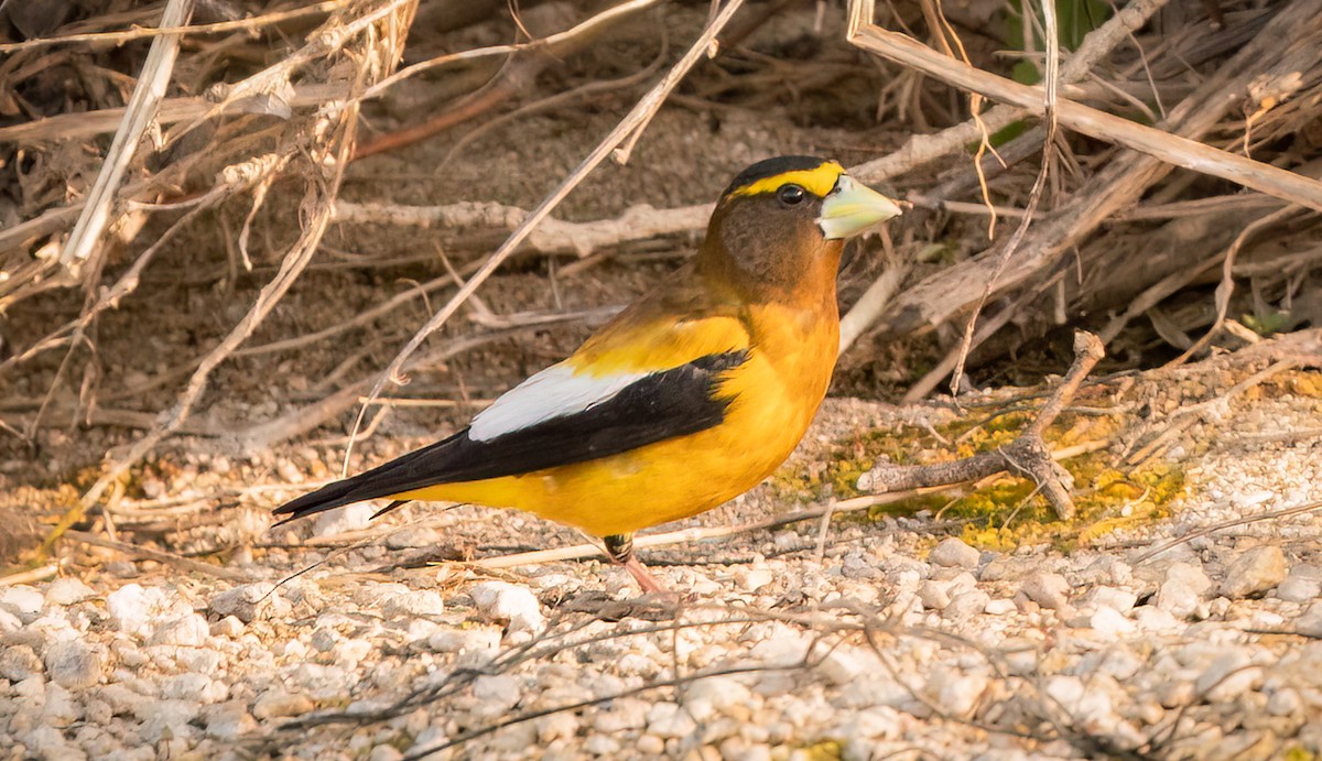 Evening Grosbeak - Shawn Cooper