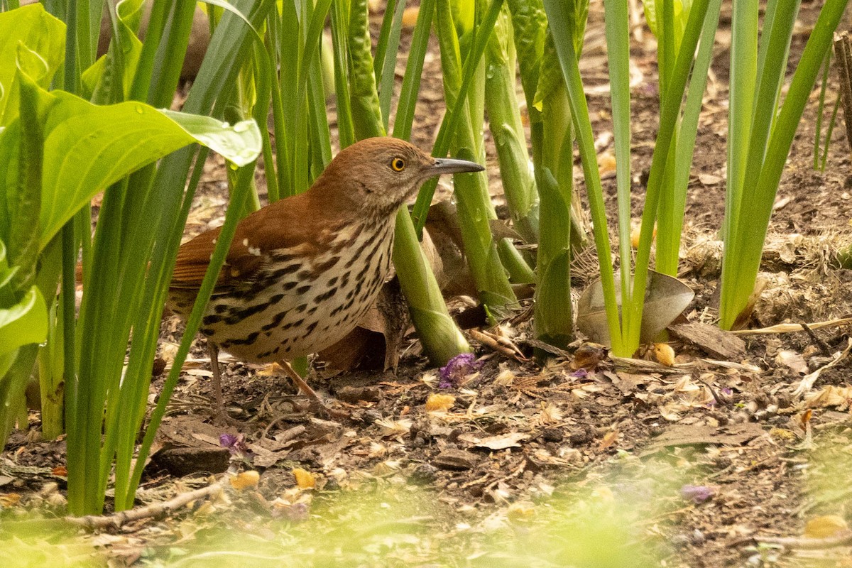 Brown Thrasher - ML558682211