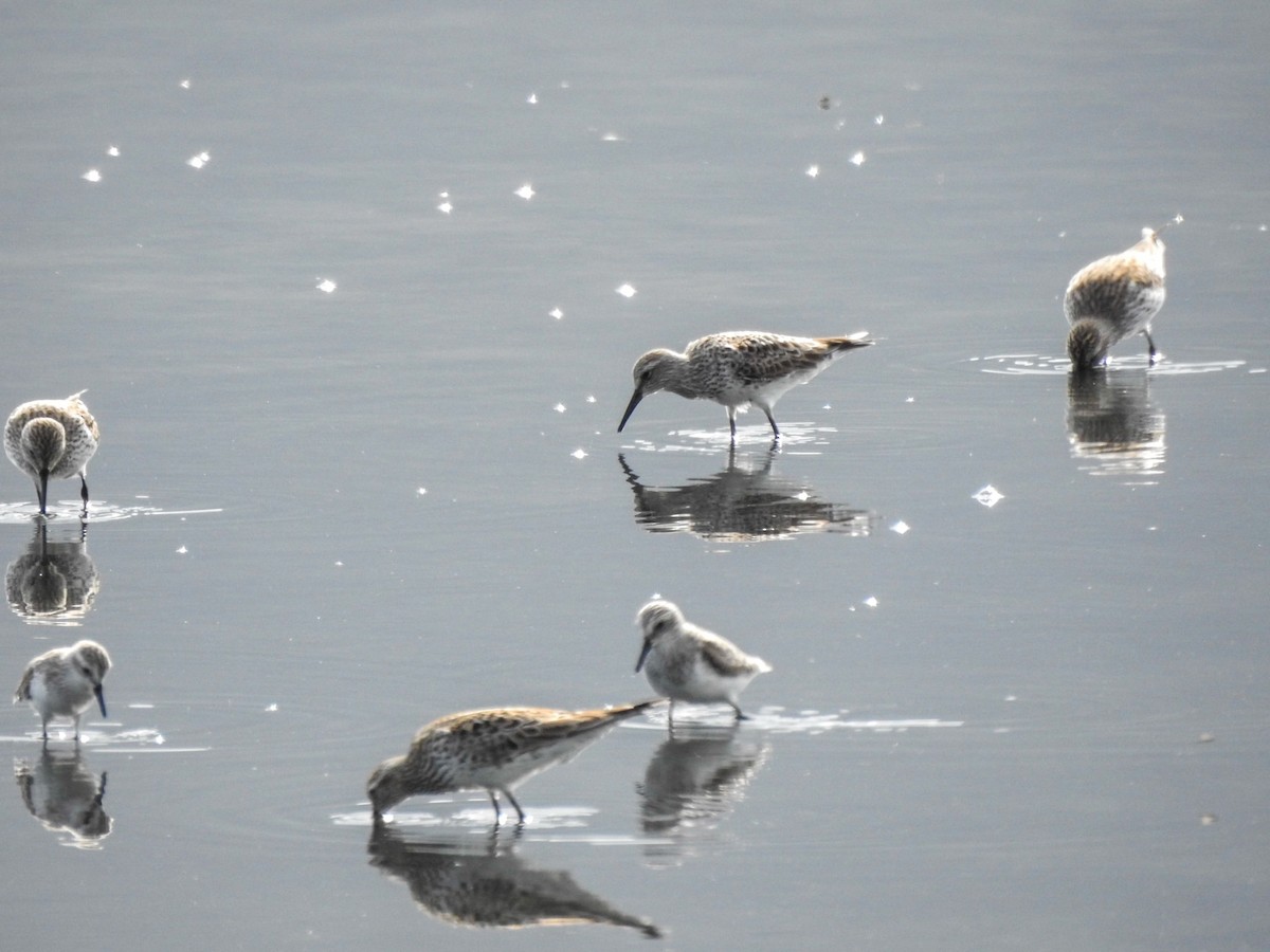 Semipalmated Sandpiper - ML558682291