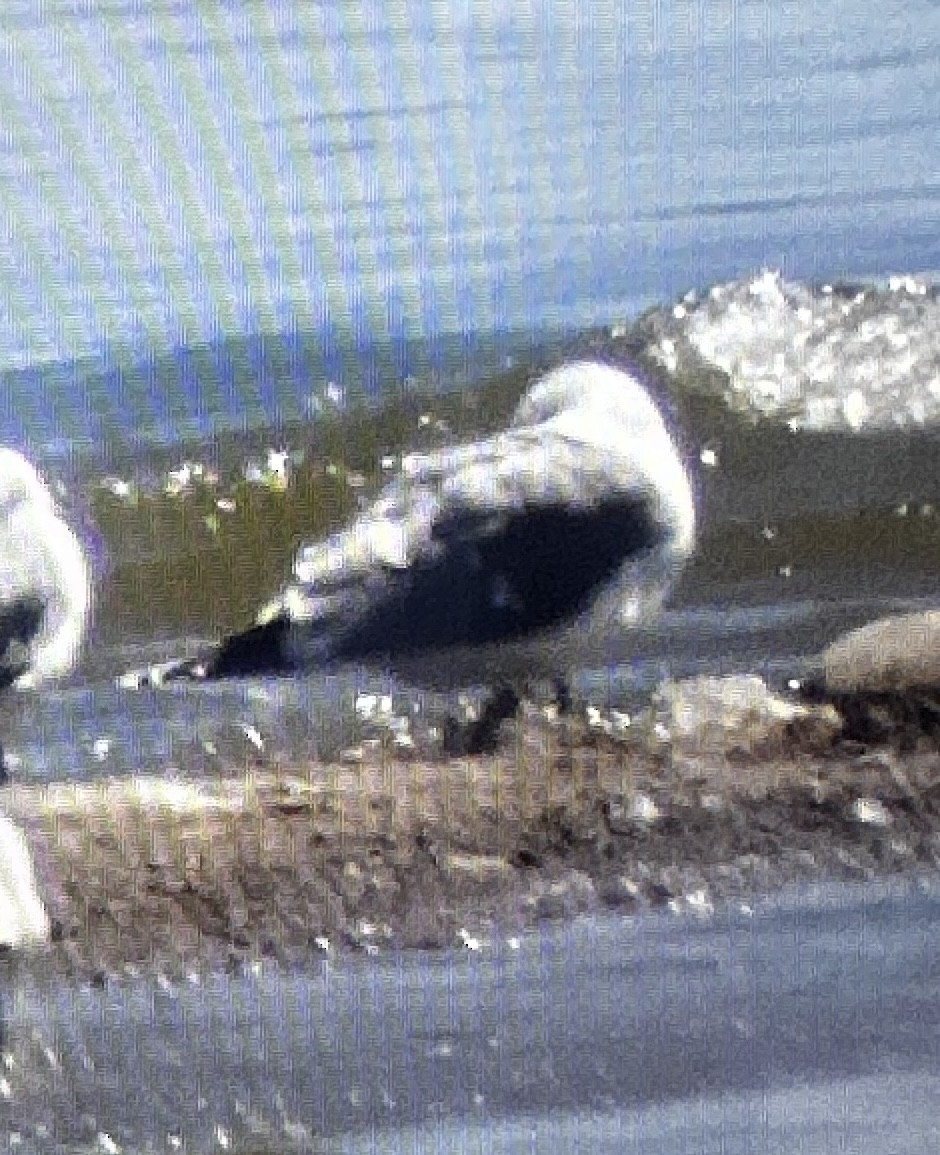 Gaviota Sombría - ML558682321