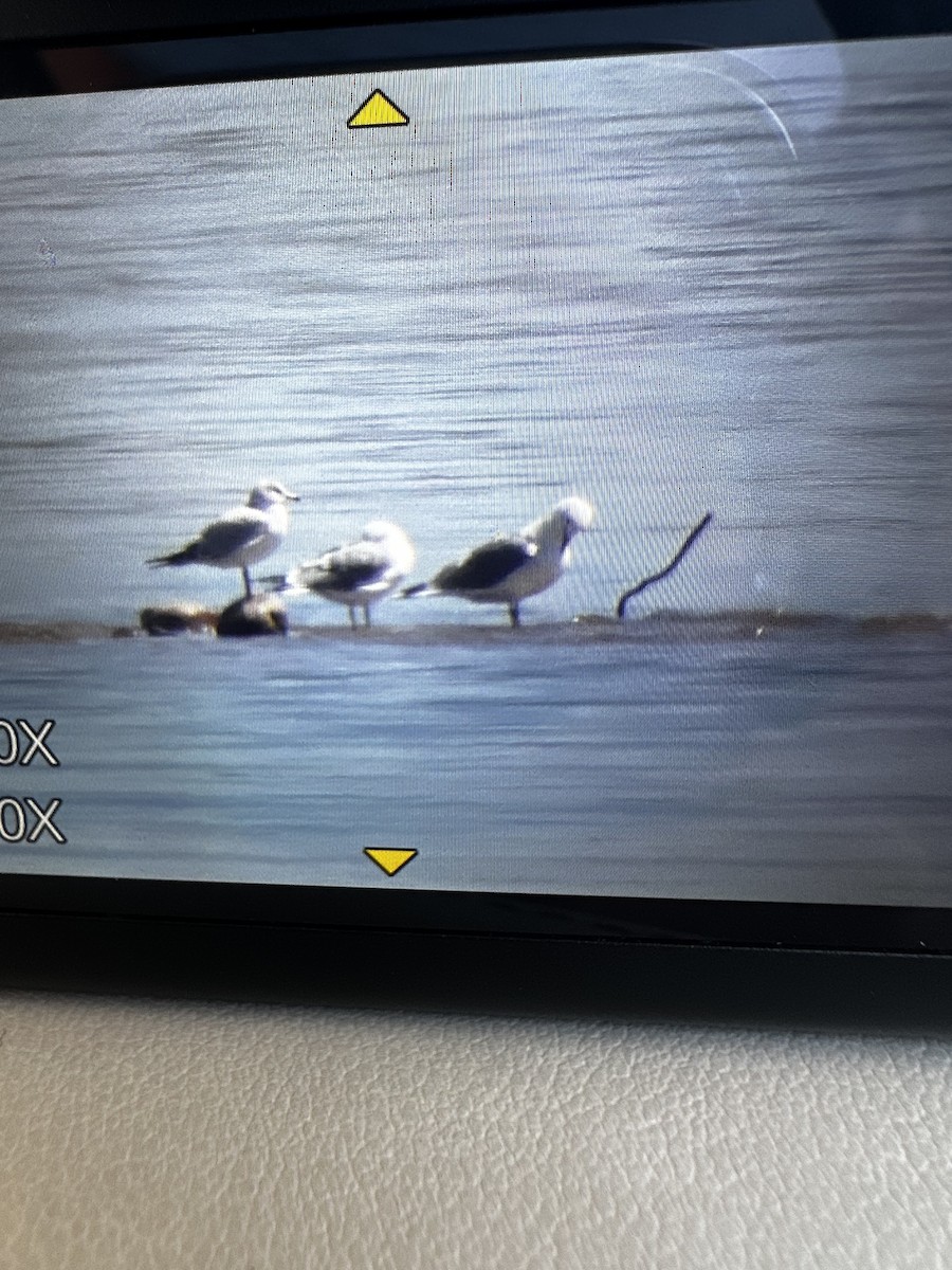 Lesser Black-backed Gull - ML558682331