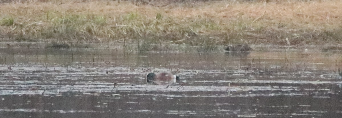 American Wigeon - ML558682571