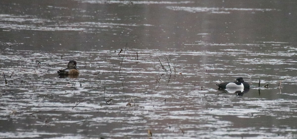 Ring-necked Duck - ML558682611