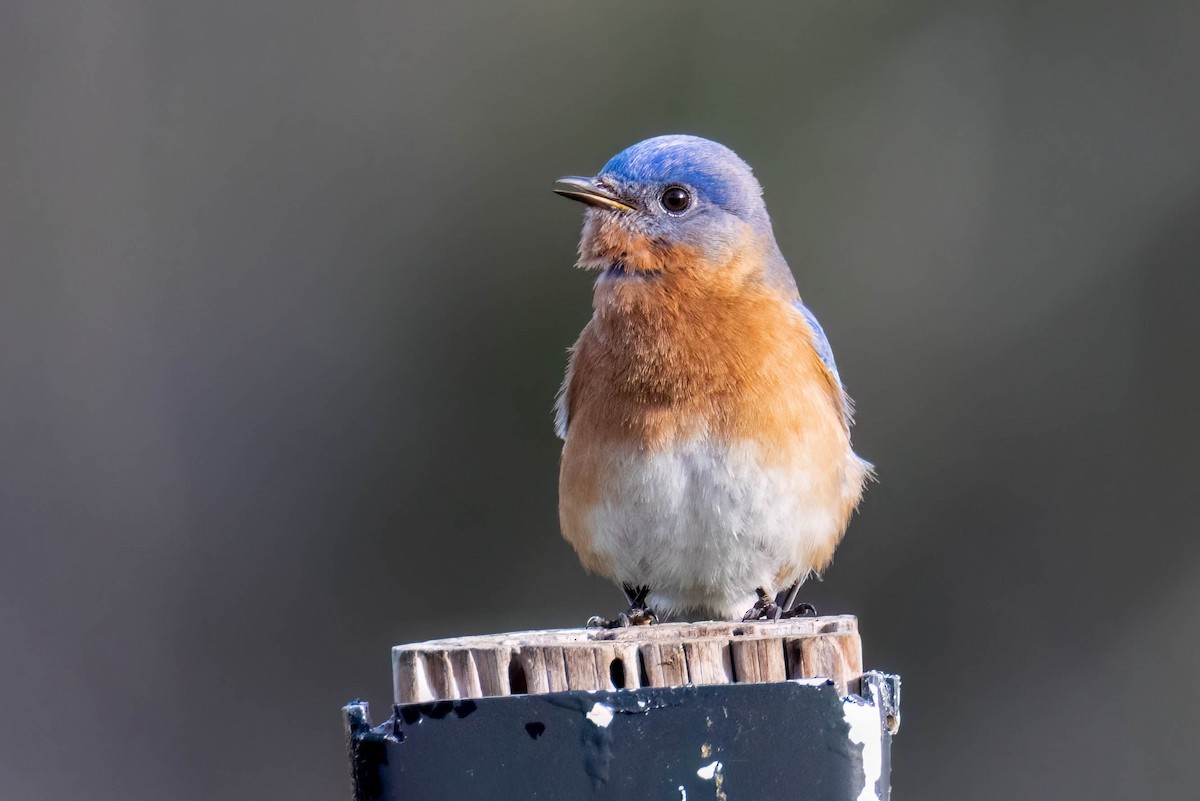 Eastern Bluebird - James Davis