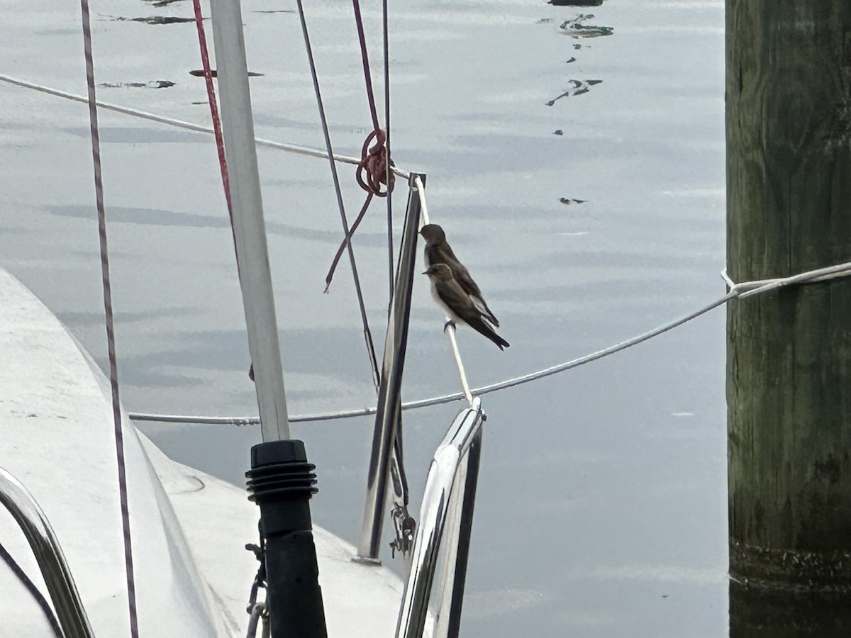 Northern Rough-winged Swallow - ML558683141