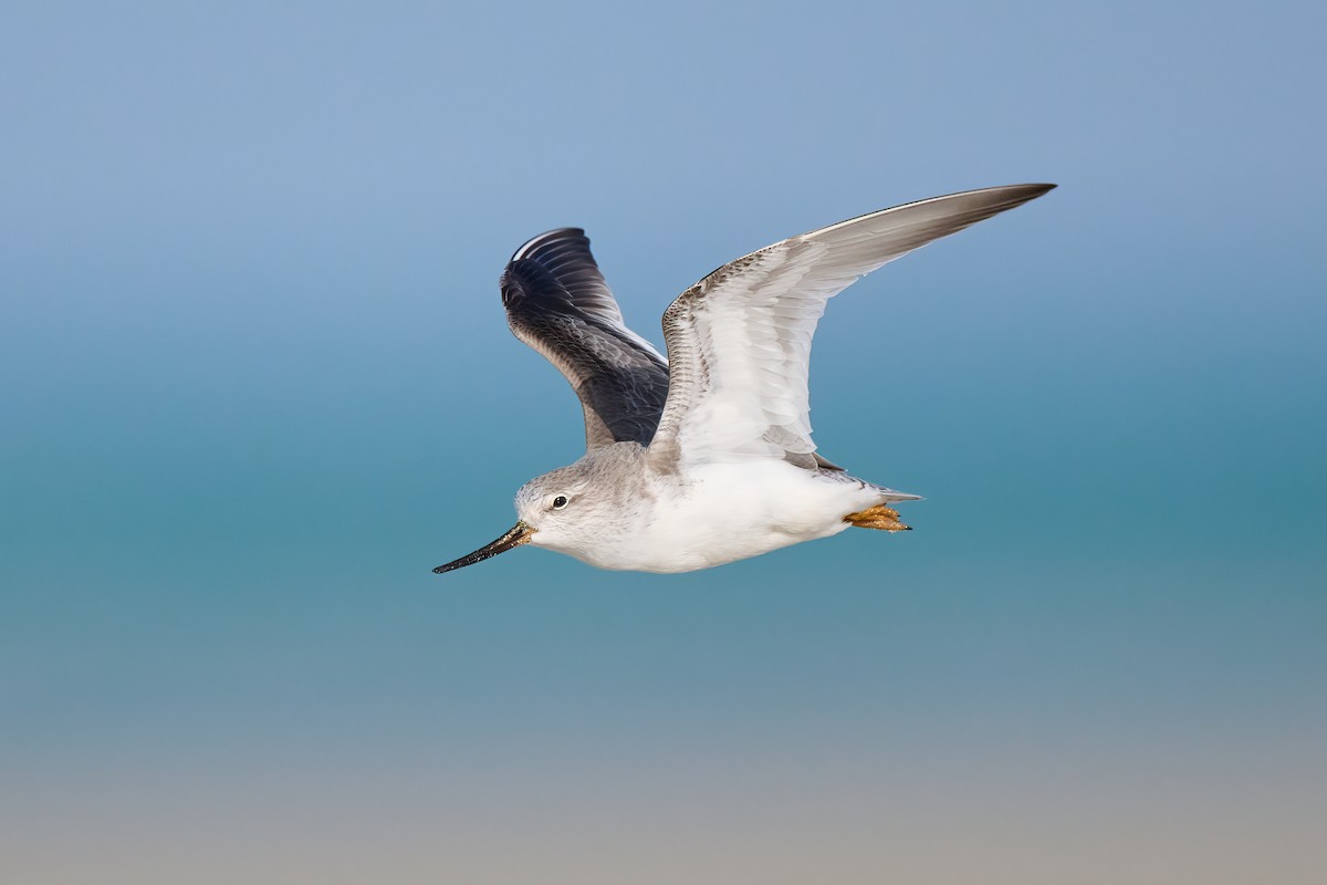 Terek Sandpiper - Sharif Uddin