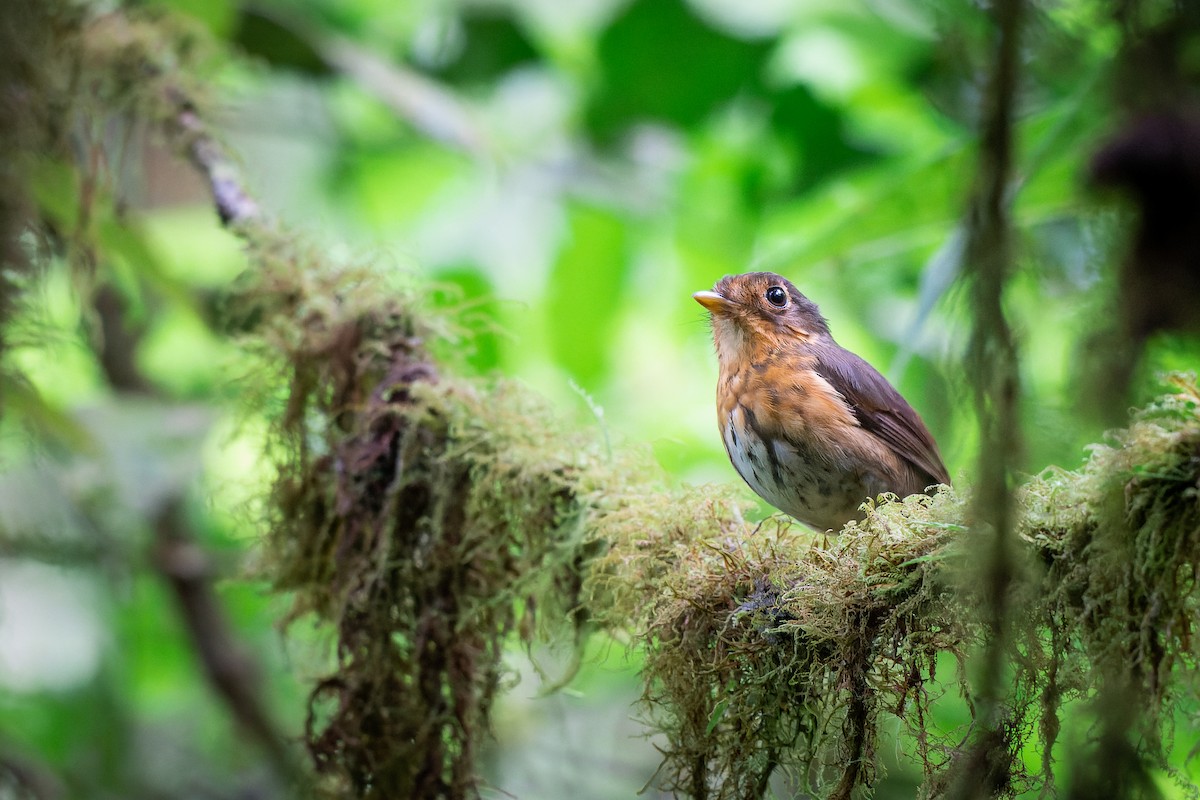 Ochre-breasted Antpitta - ML558685891